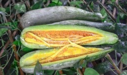 滕州网红吃瓜,揭秘网络红人的幕后真相